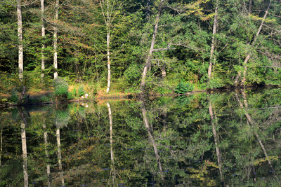 Spiegelung am Waldsee