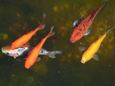 Goldfische in meinem Teich