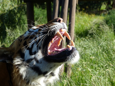 yawing Tiger