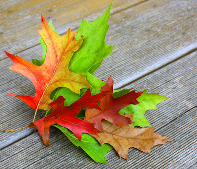 HERBSTLICH GEFÄRBT