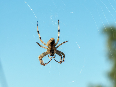Spinne in ihrem Netz 02