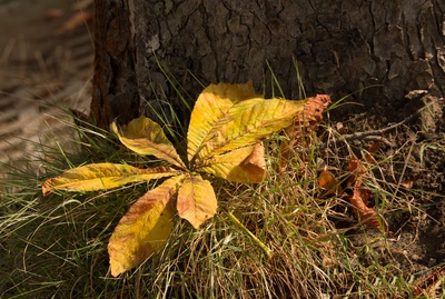 ein Blatt im Herbst