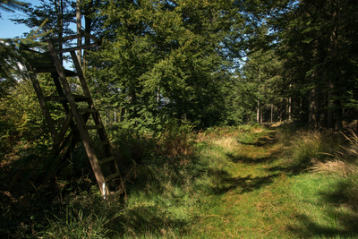 Wanderung im Eggegebirge, Waldweg III