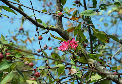 Wiener Herbstblüten