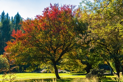 Herbstlich gefärbt