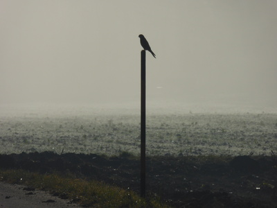 Raubvogel im Nebel