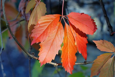 Bunte Blätter im Herbst I