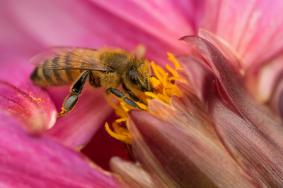 Biene - Profilaufnahme