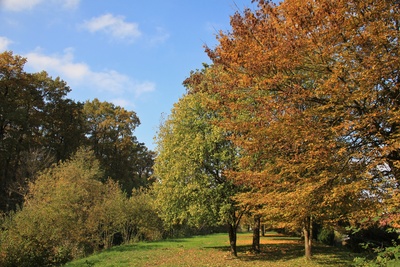 Bäume im Herbstkleid