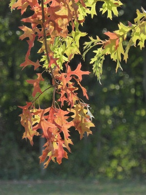 Herbstliche Färbung der Eichenblätter