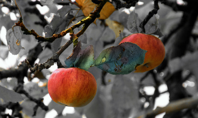 Äpfel mit bunten Blättern