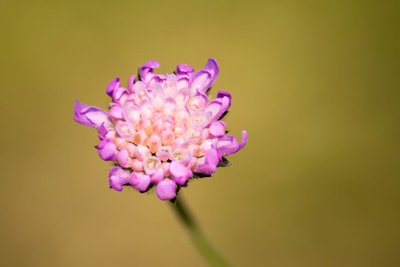 Unbekannte Blume