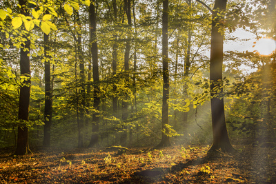 Natur erwacht Natur erwacht