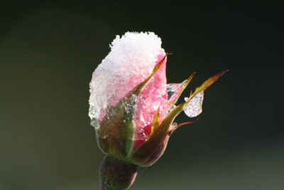Rose mit Eis bedeckt