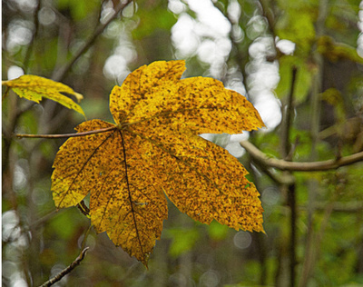 Fallendes Blatt