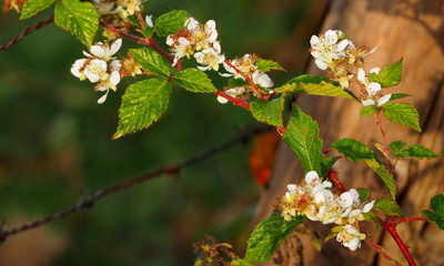 blüte im oktober