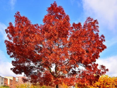 Herbstfarbe