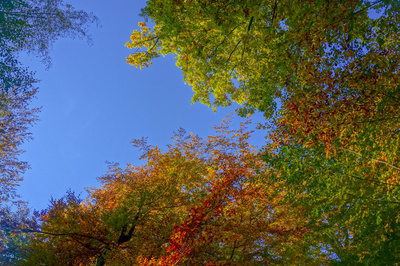 Buntes Herbstlaub bei prächtigem Himmel