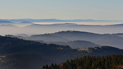 Black Forest Black Forest