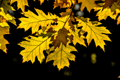 Im Gegenlicht (3) Im Gegenlicht (3)
