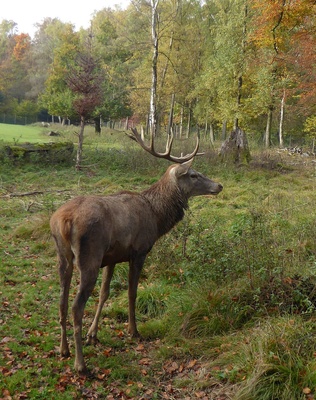 Rothirsch im Herbst