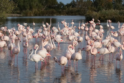 Flamingos der Camargue
