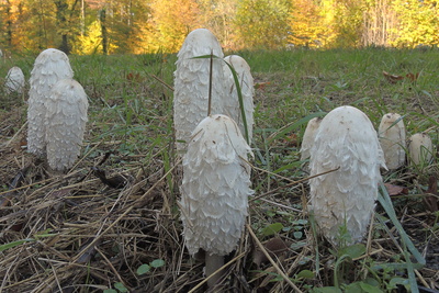 Bio Hinkelsteine Bio Hinkelsteine