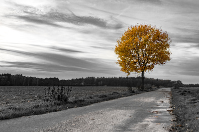 Herbst - Grau und Bunt Herbst - Grau und Bunt