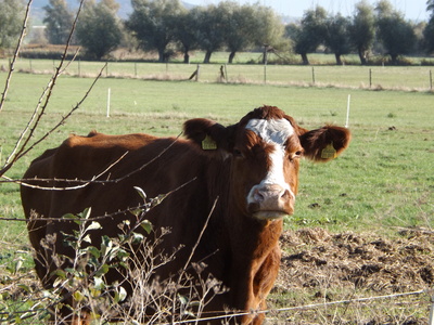 Eine Kuh im November