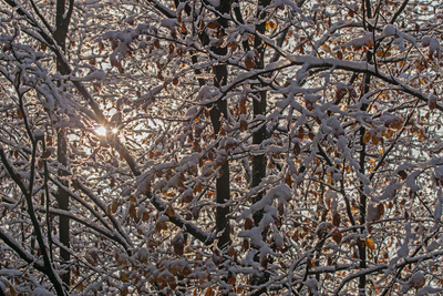 Ein Sonnenstrahl im ersten Schnee