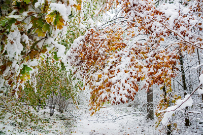 Herbst mit Zuckerguss Herbst mit Zuckerguss