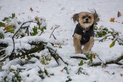 Hurra, der erste Schnee Hurra, der erste Schnee