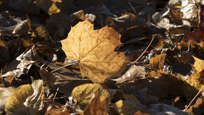 Herbstlaub