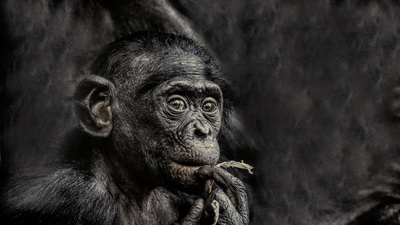 Bonobo-Kind