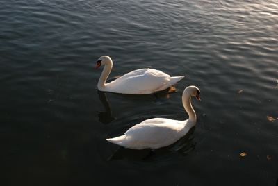 Schwäne im Abendlicht