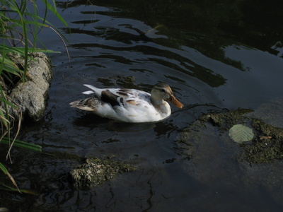Ente auf einem See