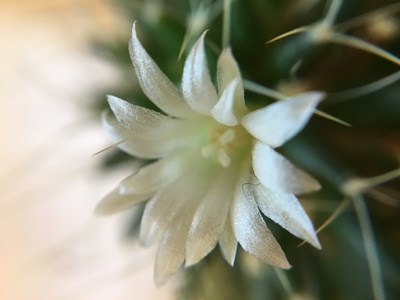 Kaktus Blüte 2