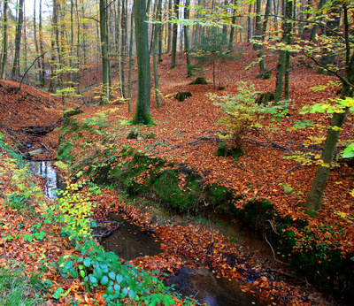 HERBSTWALD VI