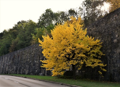 Baum mit gelbem Herbstlaub