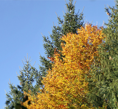 Mischwald, Baumkronen im Herbst