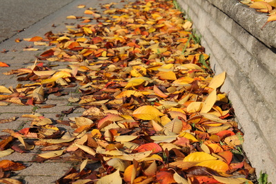 Laub auf der Straße im Herbst