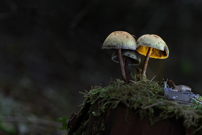 Licht im Tal der Pilze
