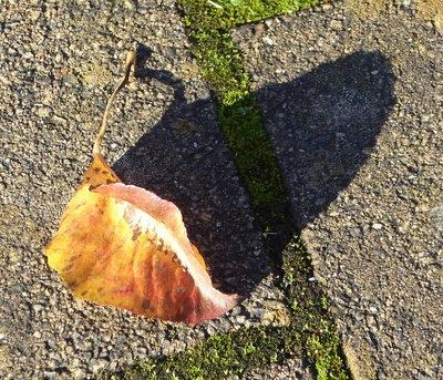 Herbstblatt mit Schatten