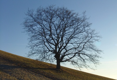 Baum am Hang