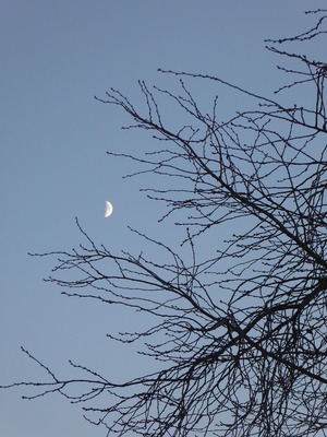 Mond hinter dem kahlen Baum