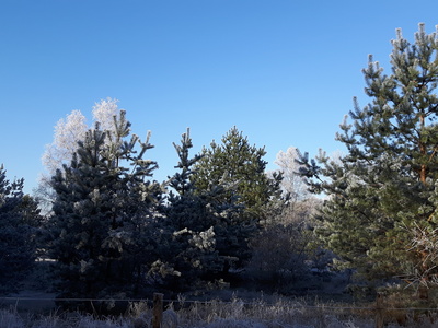 Der erste Frost Anfang Dezember
