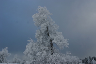 Winterbaum  im  Sauerland