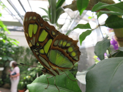 grüner Schmetterling
