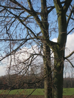 Kahler Baum im Feld