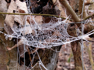 Winterliches Spinnennetz